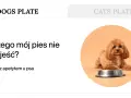Uroczy piesek leży obok miski z jedzeniem, ale wygląda na to, że mój pies nie chce jeść.