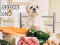 Słodki piesek czeka na pyszne domowe jedzenie dla shih tzu: mięso, marchewki, cukinia i jajka.