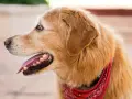 Uśmiechnięty golden retriever w czerwonej bandanie. Czy golden retriever jest agresywny? Ten piesek z pewnością nie!
