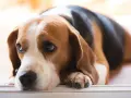 Smutny beagle leży, jego oczy wyrażają cierpienie, jakby czuł ból trzustki objawy.