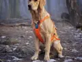 Obroża czy szelki dla golden retrievera - co wybrać, by nie żałować?