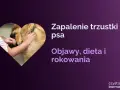 Zapalenie trzustki u psa: objawy, dieta i rokowania. Dowiedz się, ile się żyje z przewlekłym zapaleniem trzustki u psa.