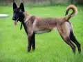 Owczarek belgijski malinois, pies policyjny, gotowy do akcji na zielonej trawie.