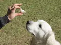 Dłoń trzyma ząbek czosnku nad psem rasy golden retriever.