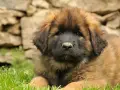 Uroczy szczeniak leonberger leży na trawie. Zastanawiasz się nad jego ceną?