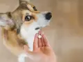 Uroczy corgi czeka na tabletkę. To ważny moment odrobaczania psa, by był zdrowy i szczęśliwy.