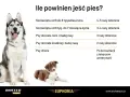Tabela: ile powinien jeść szczeniak i dorosły pies. Podano dawkowanie dla szczeniąt, psów małych, średnich i dużych ras, a także chorych.