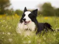 Czarny i biały border collie leży w trawie. Jego waga jest idealna do biegania po łące.