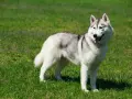 Piękny alaskan malamute na zielonej trawie. Zastanawiasz się nad jego ceną?