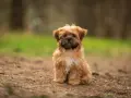 Uroczy shorkie siedzi na leśnej ścieżce, z zaciekawieniem patrząc w obiektyw.