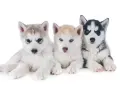 Ile kosztuje szczeniak husky? Ceny, które mogą cię zaskoczyć