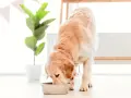 Złoty retriever pochyla się nad miską. Czy pies może jeść szynkę? To pytanie nurtuje wielu właścicieli czworonogów.