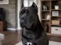 Potężny czarny pies rasy Cane Corso siedzi w salonie. Zastanawiasz się, ile kosztuje Cane Corso?