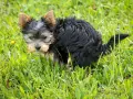 Mały yorkshire terrier robi czarną kupę w trawie.