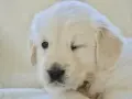 Uroczy szczeniak golden retriever mruga, jakby właśnie odkrywał świat, kiedy szczeniaki otwierają oczy.