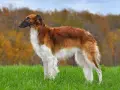 Chart rosyjski, elegancki pies o długiej sierści, na tle jesiennego lasu. Cena takiego charta może być wysoka.