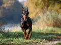 Czarny doberman biegnie przez trawiasty teren. Jego waga jest idealnie proporcjonalna do sylwetki, co widać po jego dynamicznym ruchu.