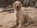 Ile razy dziennie karmić golden retrievera, by uniknąć problemów zdrowotnych?