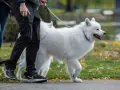 Biały samoyed, którego waga jest idealna, spaceruje z opiekunem po parku jesienią.