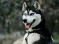 Piękny husky z niebieskimi oczami, z językiem na wierzchu. Czy husky jest agresywny? Ten pies wygląda na przyjaznego.