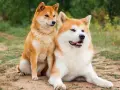Dwa psy rasy Akita Inu siedzą na ziemi. Czy akita jest groźna? Te psy wyglądają na spokojne i przyjazne.