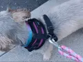 Szelki czy obroża dla Shih Tzu - co zapewni bezpieczeństwo i komfort?