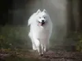Biały samoyed biegnie przez las, jego gęsta sierść faluje.