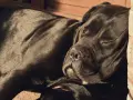 Czarny pies rasy Cane Corso, jeden z włoskich ras psów, odpoczywa w słońcu.