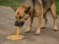 Pies wymiotuje żółtą cieczą. Widać, że pies cierpi, a jego krew w wymiotach jest niepokojąca.