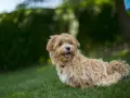 Uroczy, dorosły maltipoo z puszystą, beżową sierścią siedzi na trawie, patrząc w bok z otwartym pyszczkiem.