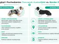Australijski pies o umaszczeniu merle, z USA, często ma dwukolorowe oczy. Border Collie czarno-biały, z pogranicza Szkocji i Anglii.