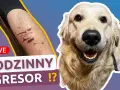 Czy golden retriever niszczy? Jak uniknąć zniszczeń w domu