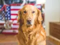 Piękny golden retriever na tle flagi USA. Zastanawiasz się nad golden retriever price?