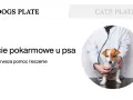 Weterynarz bada psa, który może mieć zatrucie pokarmowe. Tekst informuje o objawach, pierwszej pomocy i leczeniu.