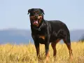 Potężny rottweiler waga idealna, stoi na tle złotego pola i błękitnego nieba.