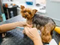 Yorkshire terrier czeka na rozczesanie kołtunów. Groomer delikatnie rozplątuje sierść grzebieniem, by piesek znów był piękny.