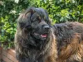 Duży brązowy pies rasy leonberger z gęstą, puszystą sierścią, patrzący w bok na tle zieleni.