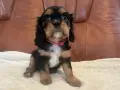 Uroczy szczeniak cavalier king charles spaniel w różowej obroży. Sprawdź cavalier king charles spaniel cena i znajdź swojego wymarzonego pupila!