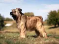 Piękny briard z długą, falującą sierścią stoi na trawie, w tle drzewa i błękitne niebo.
