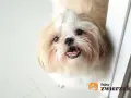 Urocza miniaturka shih tzu z różową kokardką na głowie, patrząca z zaciekawieniem.