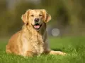 Uśmiechnięty golden retriever na trawie. Zastanawiasz się, czy pies może jeść pistacje? Lepiej nie ryzykować i nie sprawdzać.