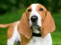 Basset Hound z długimi uszami na tle zieleni.