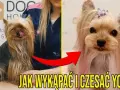 Jak kąpać yorka szczeniaka: najważniejsze wskazówki i triki