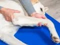 Fizjoterapeuta delikatnie masuje łapę psa, pomagając mu w rehabilitacji. Ta librela dla psa zapewnia ulgę w bólu.