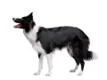 Czarny pies rasy border collie z białą sierścią, stojący na białym tle. Jego gęsta sierść jest jego ozdobą.
