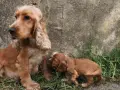 Mama cocker spaniel z szczeniakiem. Zastanawiasz się nad cocker spaniel cena?