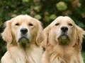 Dwa urocze szczenięta golden retriever patrzą w obiektyw.