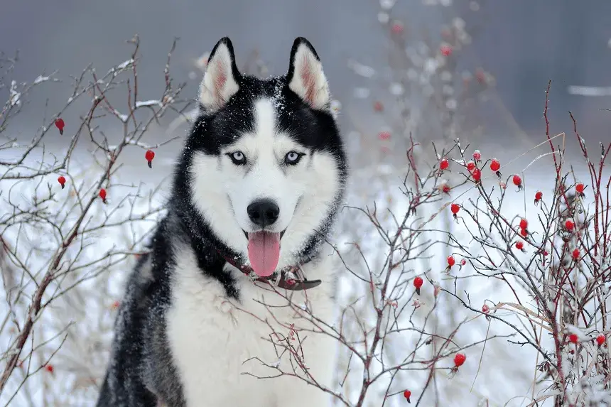 Ile km dziennie powinien chodzić husky, aby uniknąć problemów zdrowotnych?