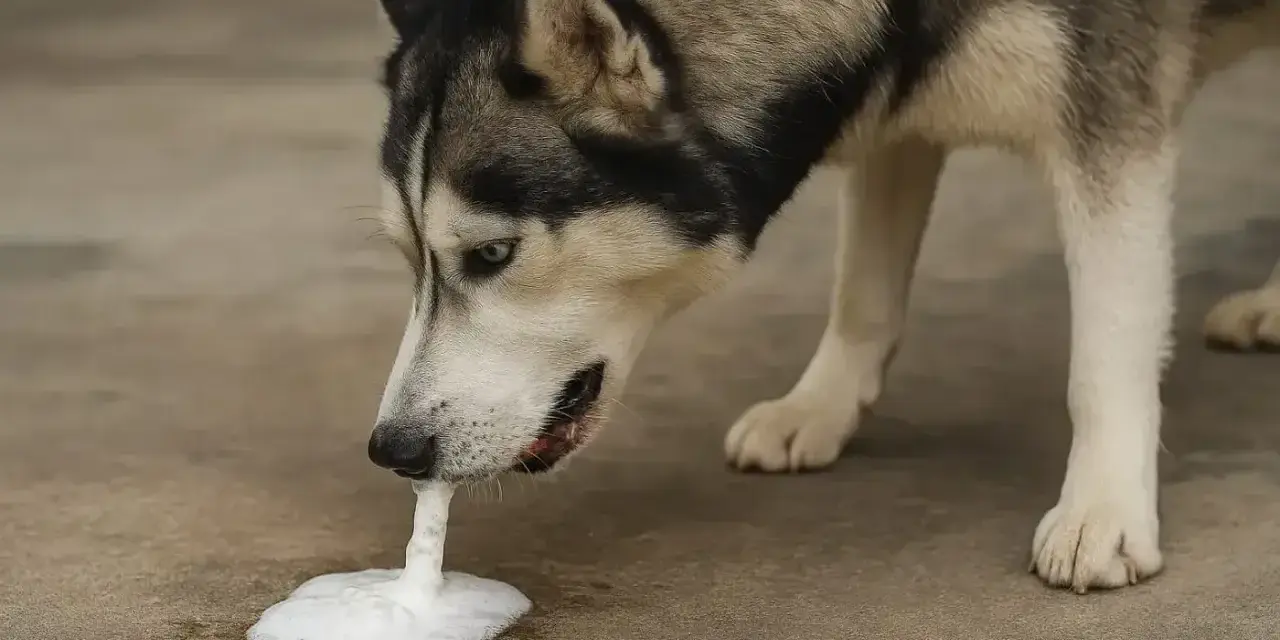 Husky pies wymiotuje niestrawionym jedzeniem, tworząc pianę na ziemi.