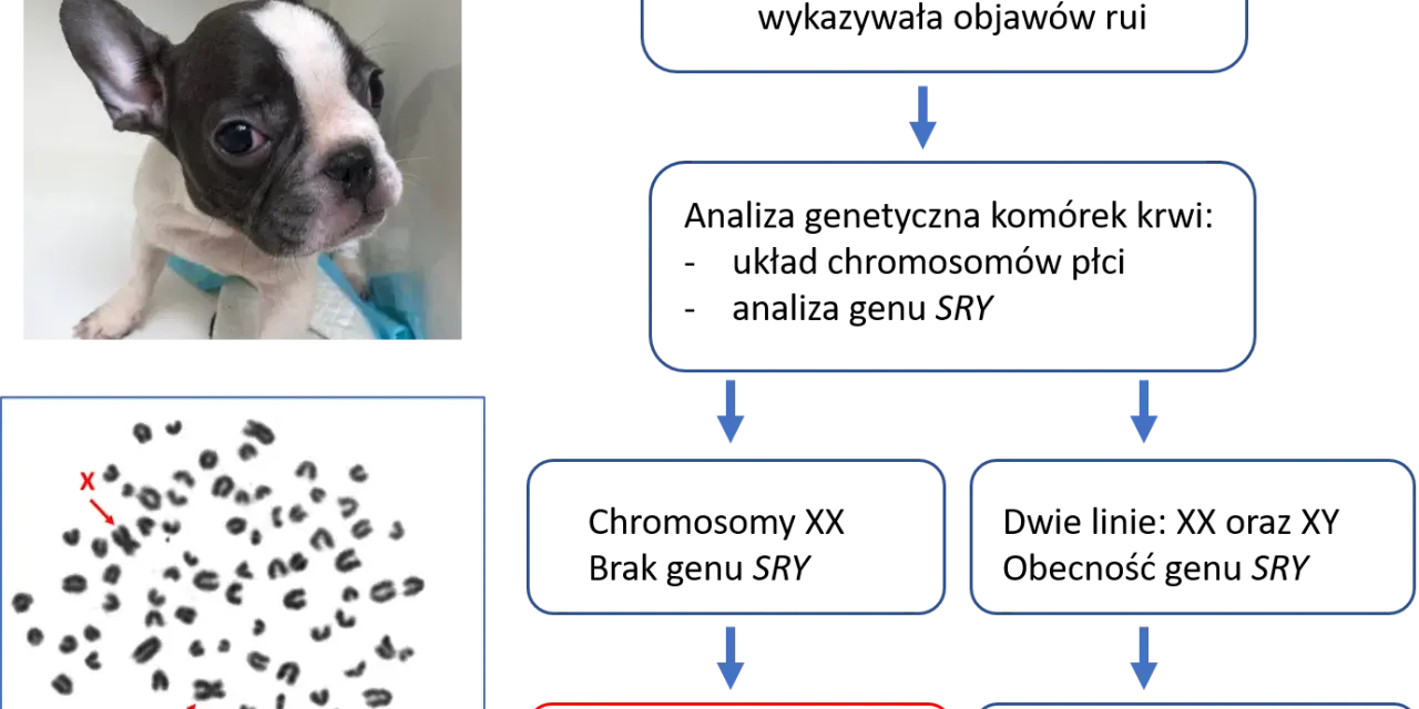 Szczenię buldoga francuskiego i jego kariotyp 78,XX. Psy mają 78 chromosomów, w tym dwa chromosomy płci X.